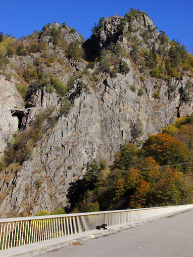 Bezdomne psy, Rumunia